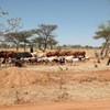 Pastoralist moving livestock in a very dry landscape