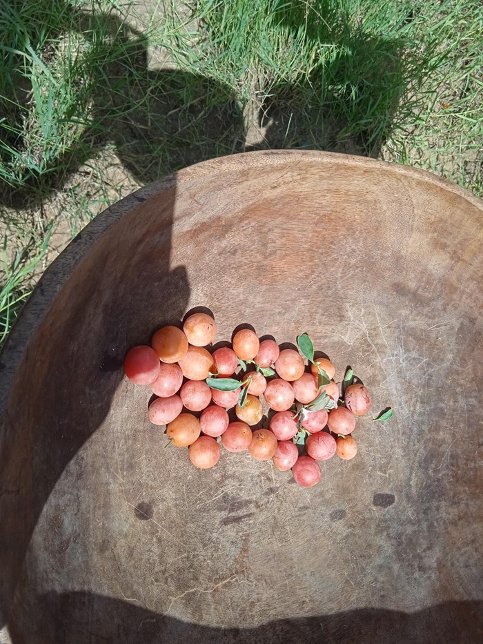 Fruits from trees in a wooden pot