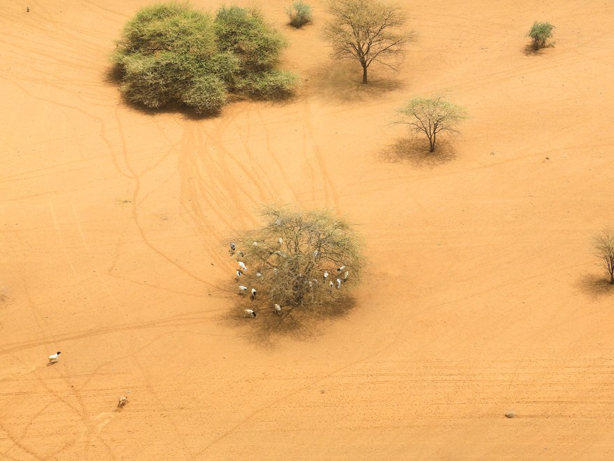 Photo from above with some goats under tree in a bare sandy landscape