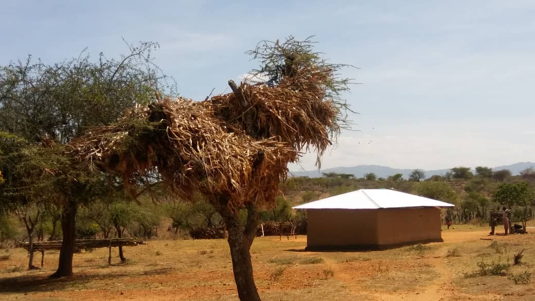 Mudhouse with ironsheet roof behind a tree with fodder stored in the crown.
