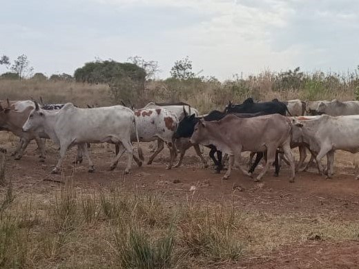 Cows on the move in Napak district Uganda.