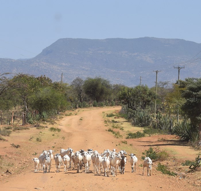 Murram road with a goat herd on its way towards the photographer.