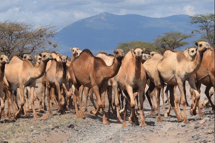 Camels walking