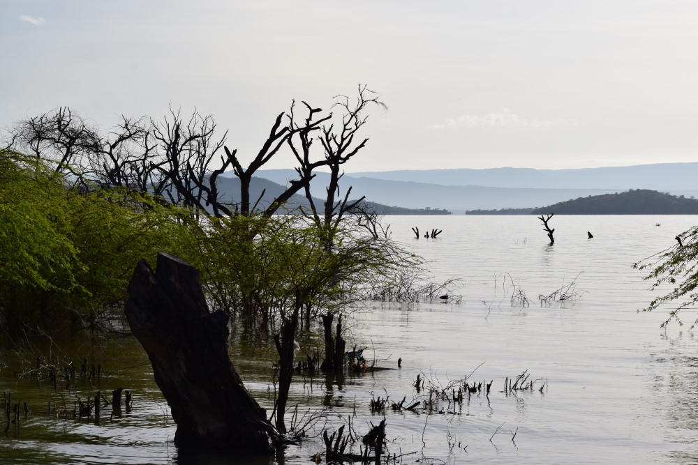 Floodings in the drylands.