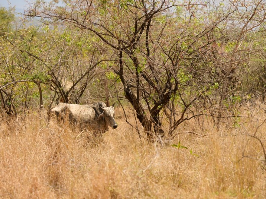 Livestock