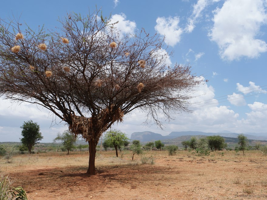 tree