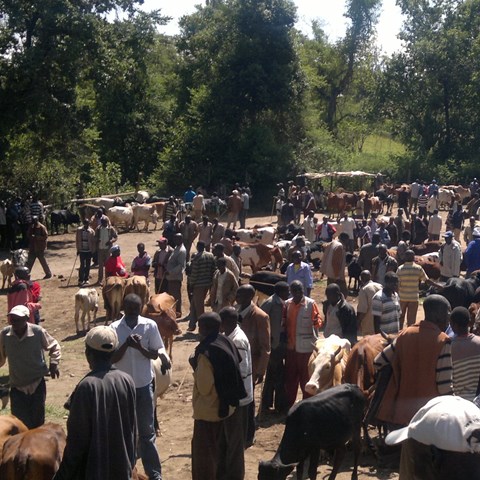People and livestock at a livestock market in Chepareria, Kenya.