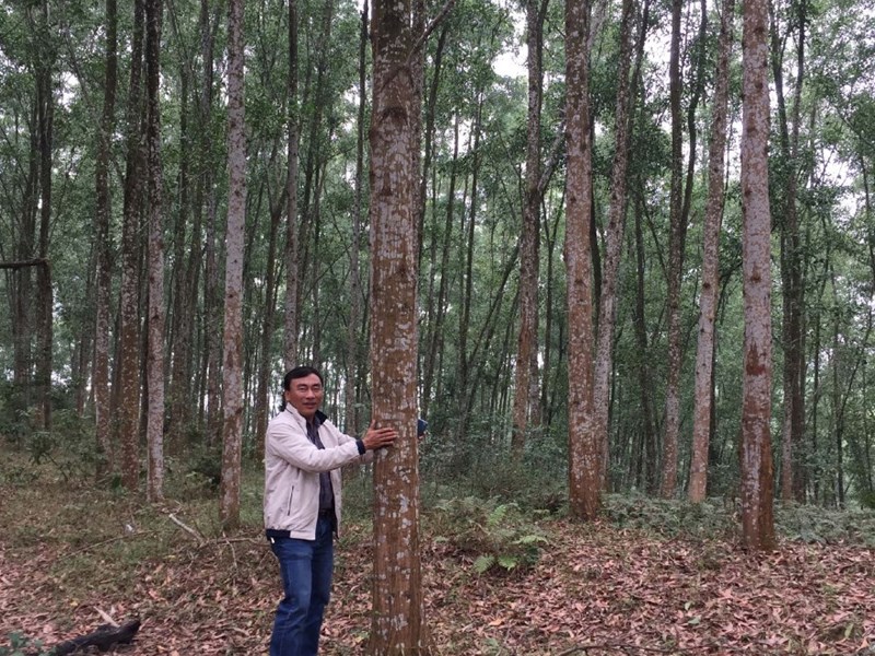 Tree plantation Vietnam