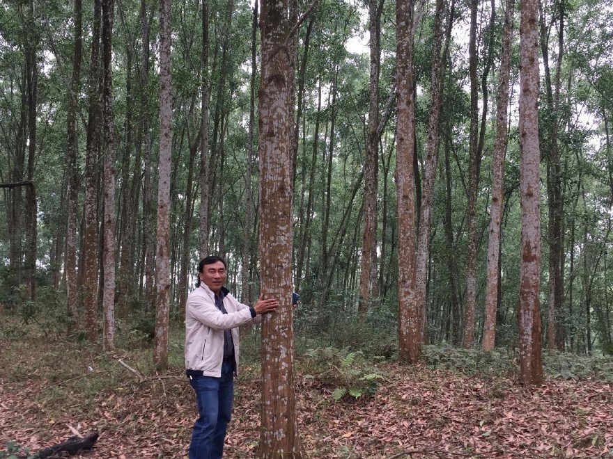 Tree plantation Vietnam