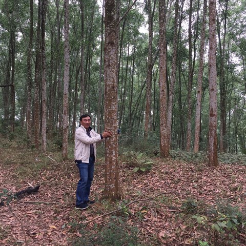 Tree plantation Vietnam
