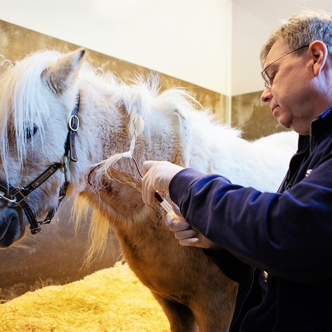 A veterinary taking a bloodsample on a horse