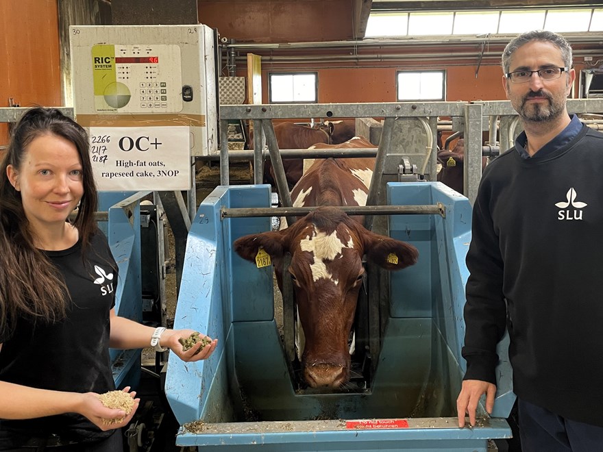 Forskarna Petra Fant och Mohammad Ramin står i Röbäcksdalens forksningsstall bland kor.