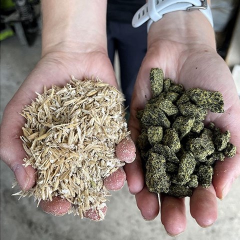 Two hands filled with grains of wheat and barley.