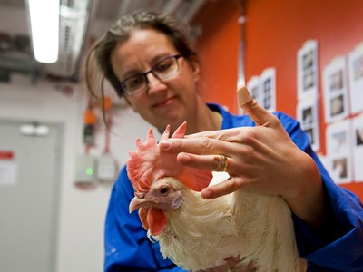 Professor Helena Wall i fjäderfästallarna 