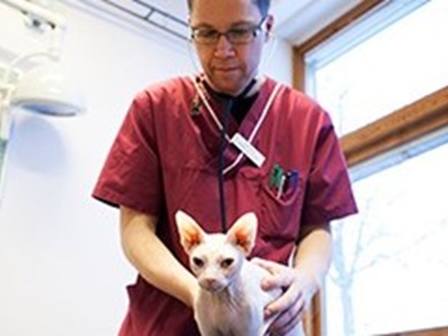 Veterinär undersöker katt