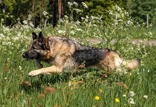 Schäferhund som ligger i gräset. foto