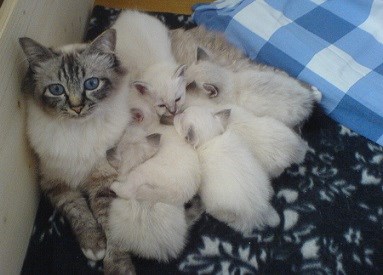 Katt med diande ungar. Foto.