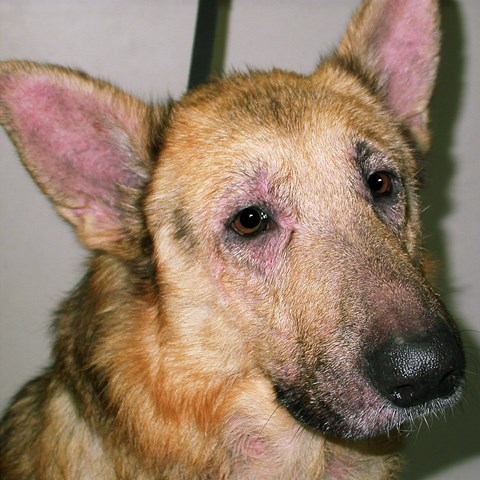 Shepherd dog with atopic dermatitis. photo