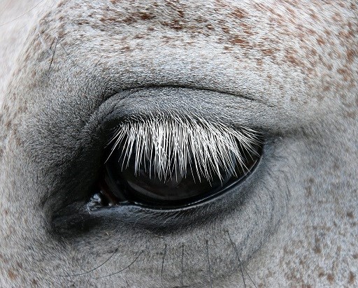 Horse eye. Photo