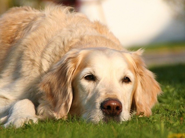 Hund som vilar på gräs. Foto