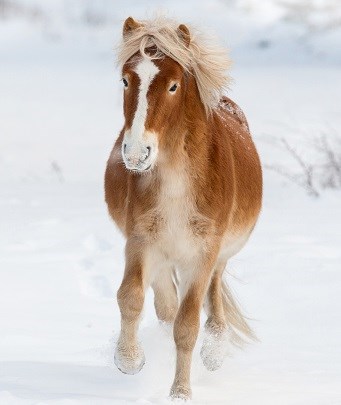 Häst i snön. Foto.