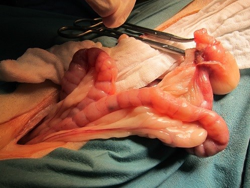 Operation av hund. Foto.