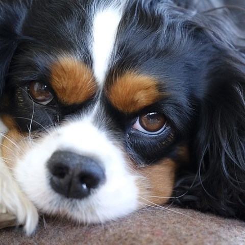 Close up of dog head resting on table top. Photo