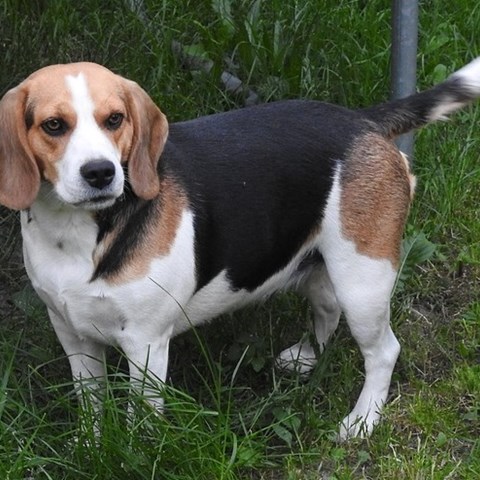 Brown-white-black dog. photo