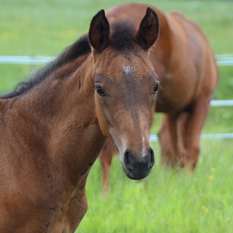 A horse's head that partially obscures another horse. Photo.