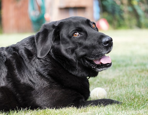 Overweight sales labrador dog