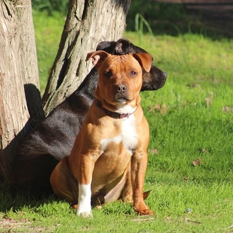 a black and a brown dog by a tree. photo