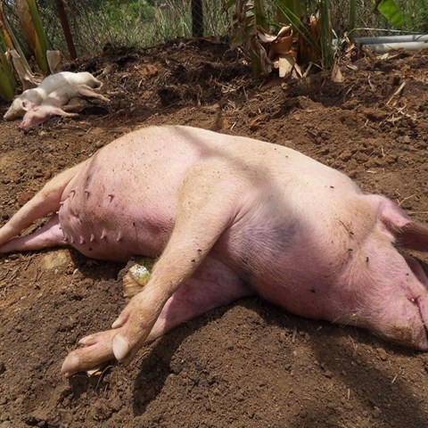 Afrikansk gris som vilar på marken