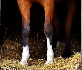 Frontlegs horse