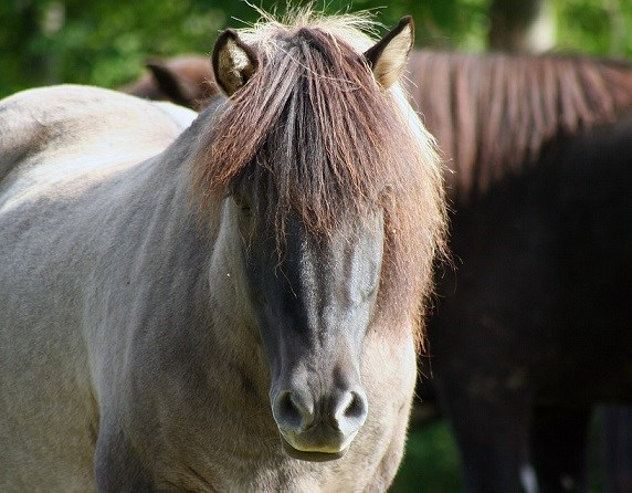 Icelandic horse