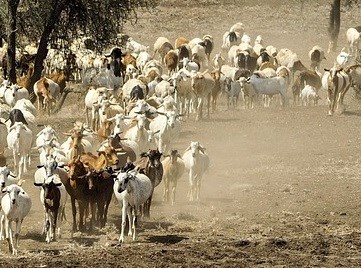 African goat herd