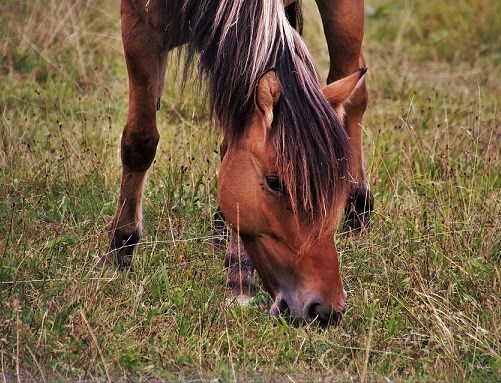 Grazing horse