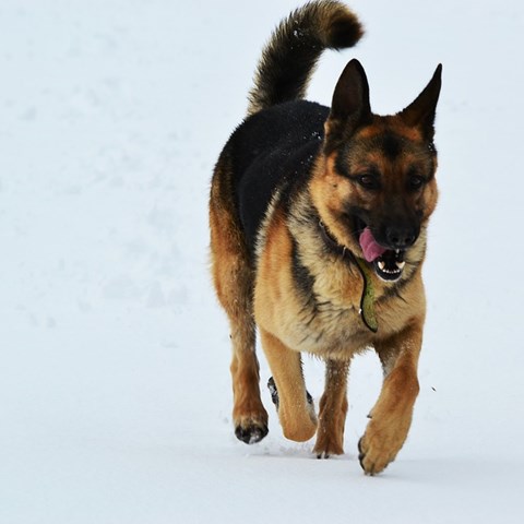 Schäfer i snö