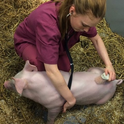 Veterinarian brushes and examines pig included in the study