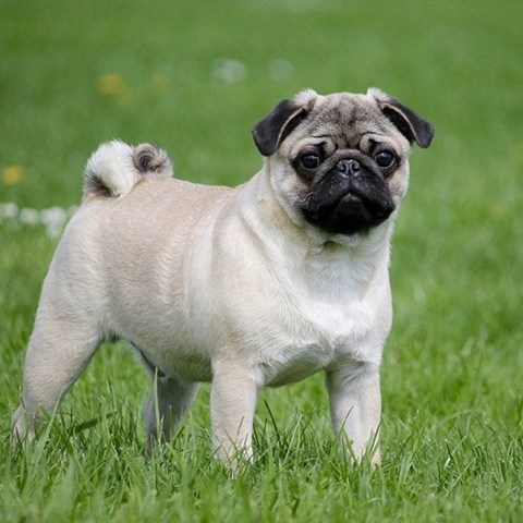 Pug