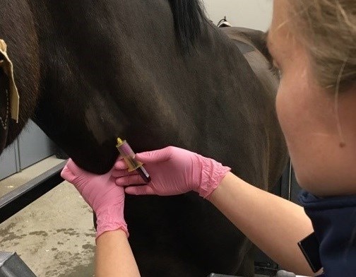 Bloodsampling horse