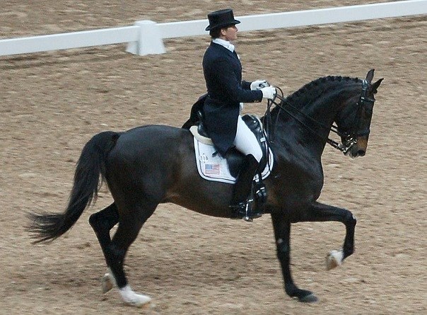 "Tip top", Swedish Warmblood