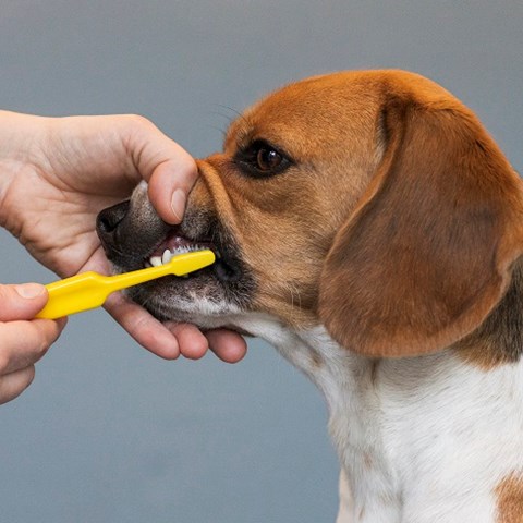 Tandborstning av hund