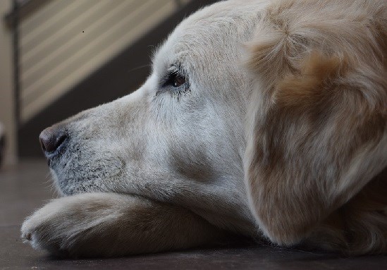 Golden retriever