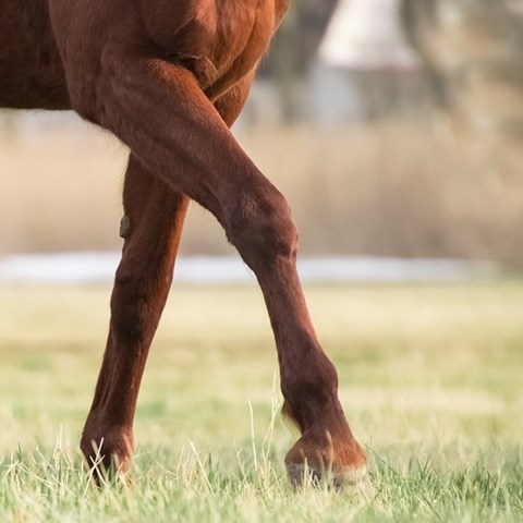 Frontlegs horse