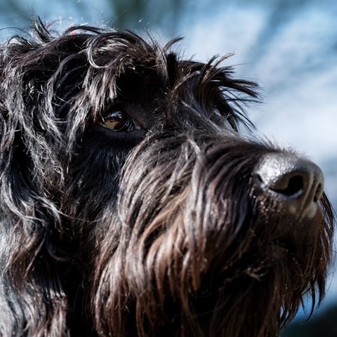 Riesenschnauzer. Foto.