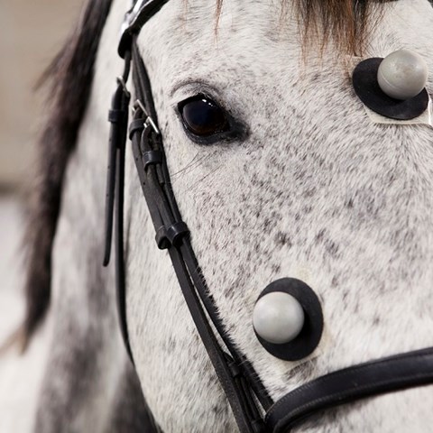 Horse with movement sensors