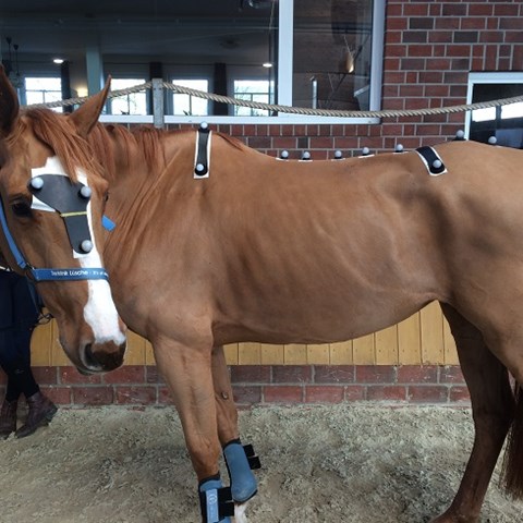 Horse with movement sensors