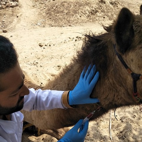 Blodprovstagning kamel