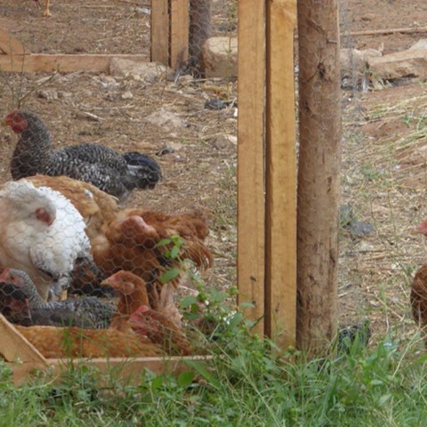 Hens in outdoor pen