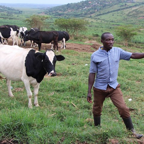 Ko och mjölkbonde Rwanda